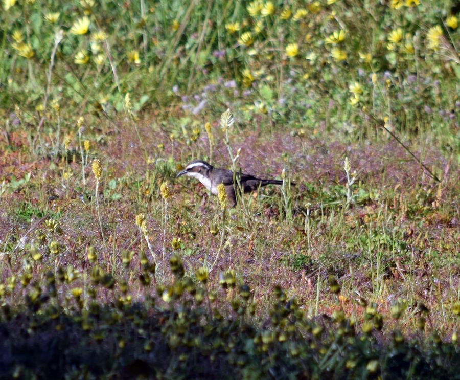 Babbler white browed Sep 2020 01.JPG